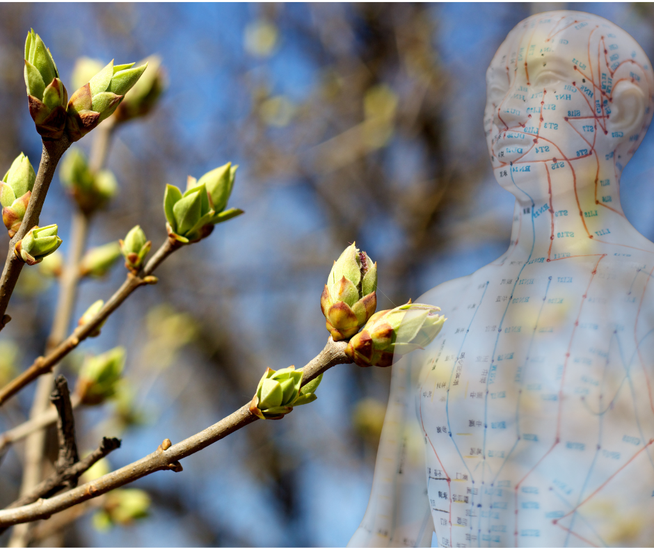 Frische grüne Knospen im Frühlingslicht symbolisieren das erwachende Holz-Element in der TCM