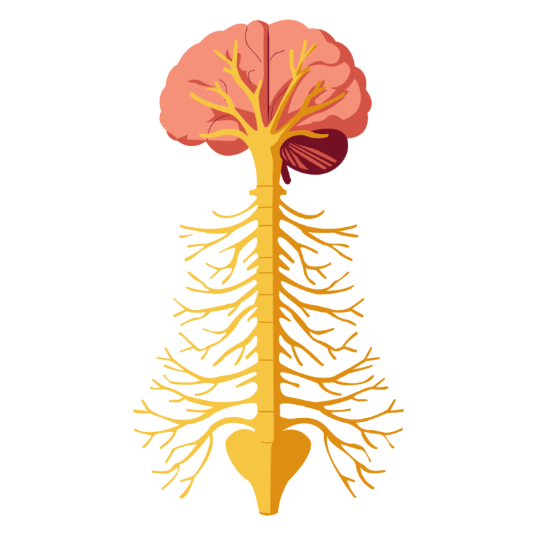grafische Darstellung des Gehirnes mit verlauf der Nerven über die Wirbelsäule